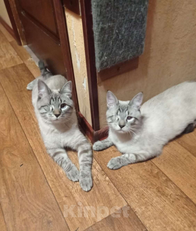 Кошки в Одинцово:  Котёнок Семён в добрые руки Мальчик, Бесплатно - фото 9