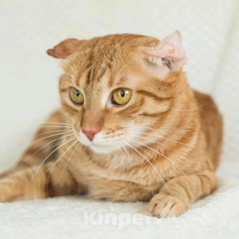 Кошки в Москве: Рыжий Веня с печальной судьбой. Ему очень нужна помощь  Мальчик, Бесплатно - фото 3