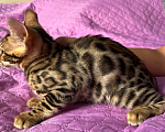 Кошки в Москве: Бенгальский котенок Мальчик, 15 000 руб. - фото 4