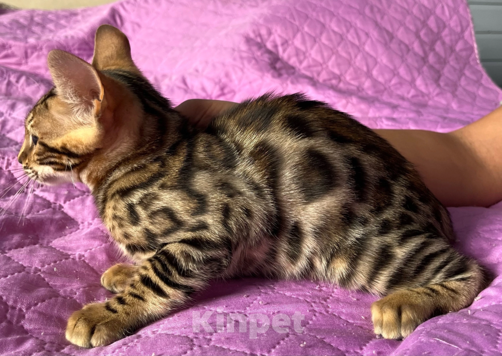 Кошки в Москве: Бенгальский котенок Мальчик, 15 000 руб. - фото 4