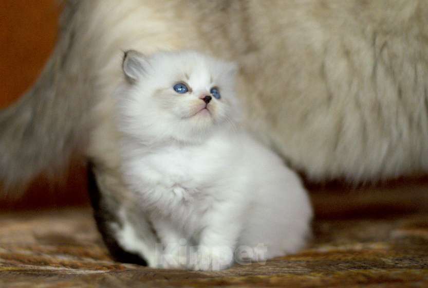 Кошки в Санкт-Петербурге: невская маскарадная девочка Девочка, 60 000 руб. - фото 3