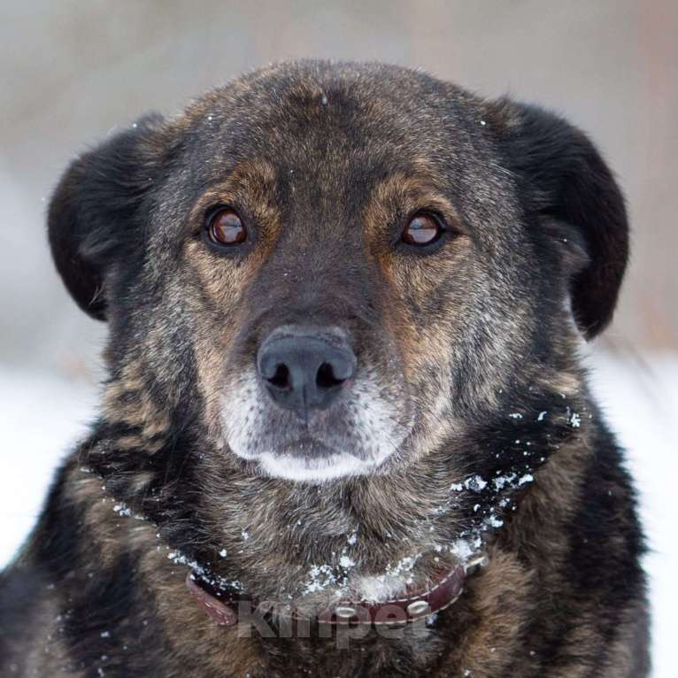 Собаки в Химках: Тиграш в самые лучшие руки Мальчик, Бесплатно - фото 7