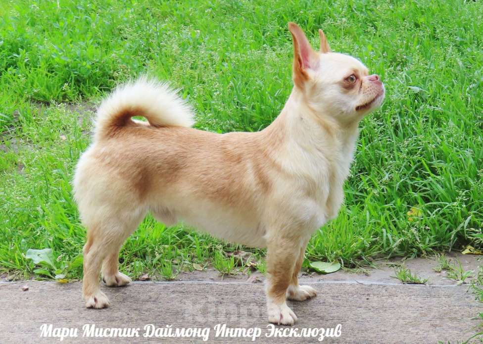 Собаки в Санкт-Петербурге: Большой выбор щенков чихуахуа из питомника РКФ Мальчик, Бесплатно - фото 7