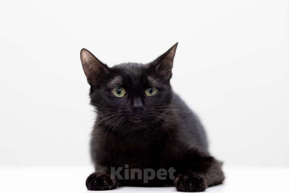 Кошки в Москве: Пушинка Девочка, Бесплатно - фото 5