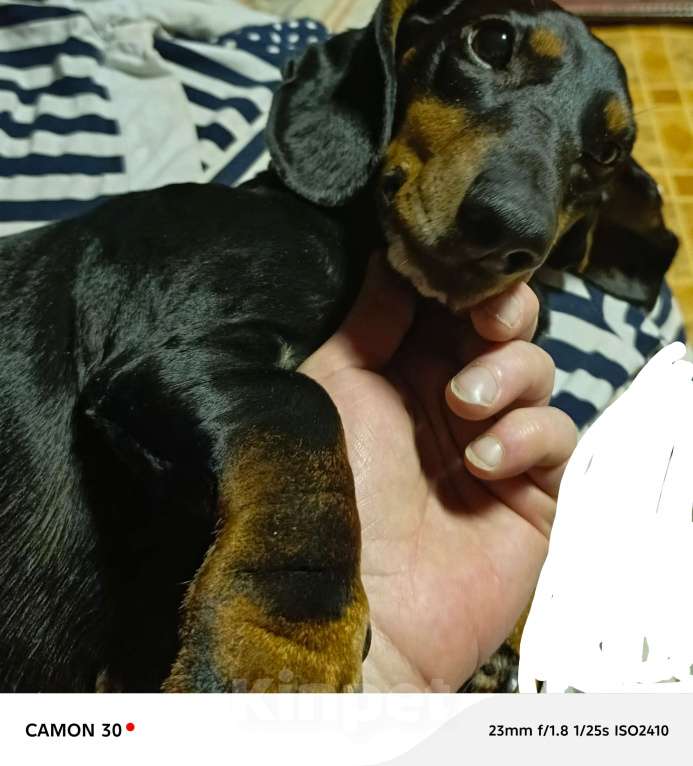 Собаки в Санкт-Петербурге: Вязка, ищем жениха Девочка, 1 руб. - фото 1