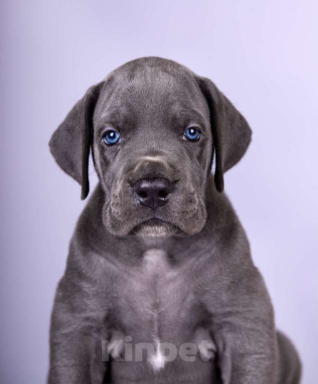 Собаки в Нижнем Новгороде: Немецкий Дог Чемпион Моего Сердца (Голубая лента) Мальчик, 100 000 руб. - фото 5