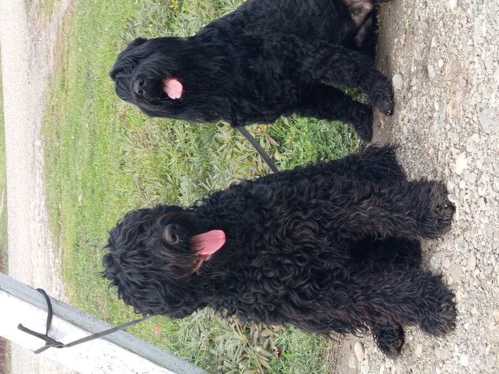 Собаки в Апшеронске: Русский Черный Терьер Вязка  Мальчик, Бесплатно - фото 9