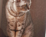 Кошки в Карачеве: Вязка, 1 200 руб. - фото 3