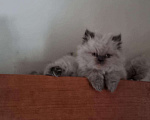 Кошки в Болхове: персидские котята, 9 999 руб. - фото 4