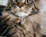 Кошки в Нягани: Кот мейн кун Мальчик, 55 000 руб. - фото 1