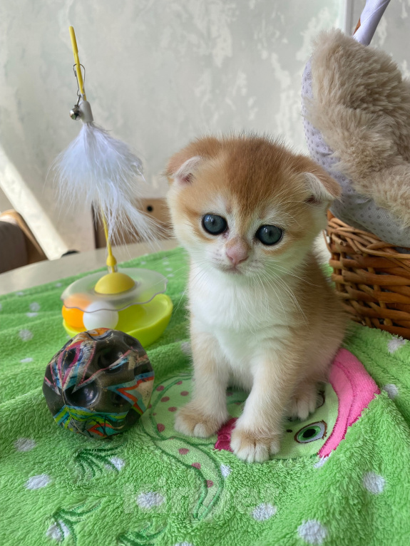 Кошки в Сочи: Шотландские вислоухие котята Разнополые, Бесплатно - фото 7