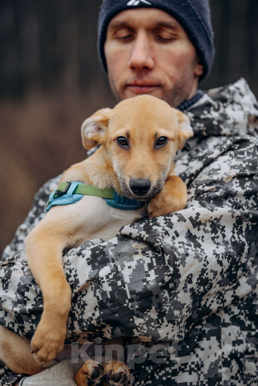 Собаки в Москве: Рыжий мальчишка в поисках дома Мальчик, Бесплатно - фото 2