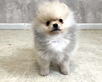 Собаки в Туле: Померанский шпиц мини Мальчик, 30 000 руб. - фото 2