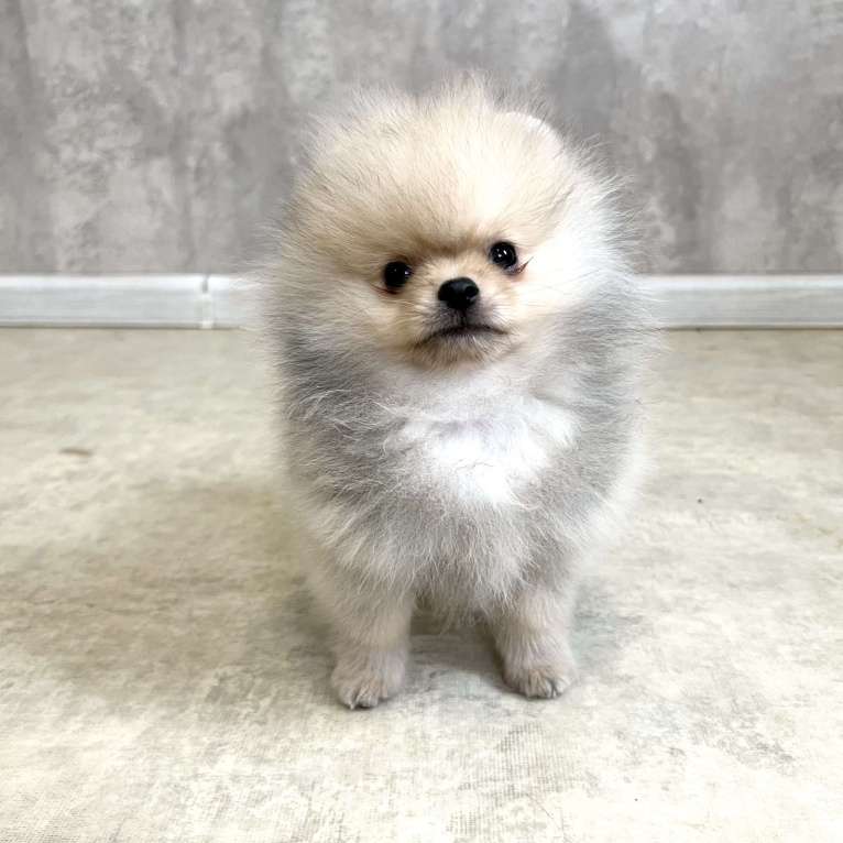 Собаки в Туле: Померанский шпиц мини Мальчик, 30 000 руб. - фото 2