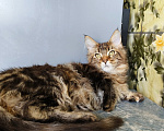 Кошки в Москве: Котенок Мейн-Кун Девочка Девочка, 45 000 руб. - фото 9