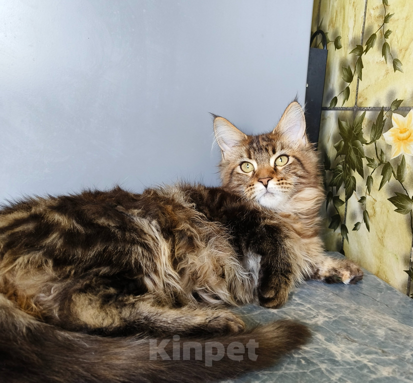Кошки в Москве: Котенок Мейн-Кун Девочка Девочка, 45 000 руб. - фото 9