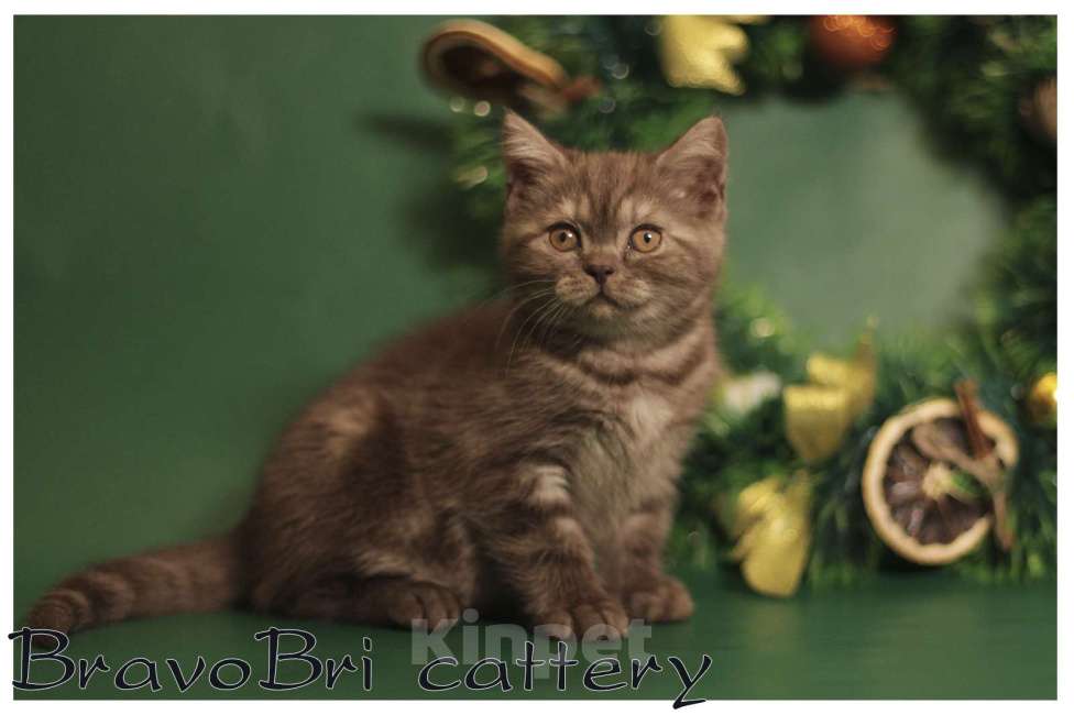 Кошки в Сургуте: Британская короткошерстная кошечка Девочка, 60 000 руб. - фото 2