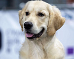 Собаки в Мытищах: Золотистый ретривер, щенок Мальчик, 60 000 руб. - фото 1