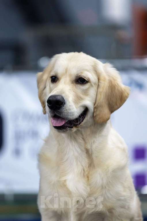 Собаки в Мытищах: Золотистый ретривер, щенок Мальчик, 60 000 руб. - фото 1