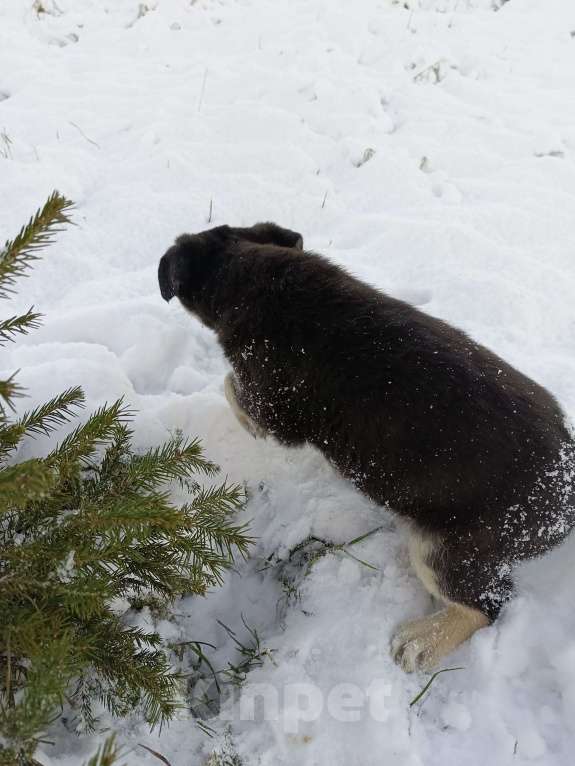 Собаки в других городах Ленинградской области: Пушистый красотун Мальчик, Бесплатно - фото 3