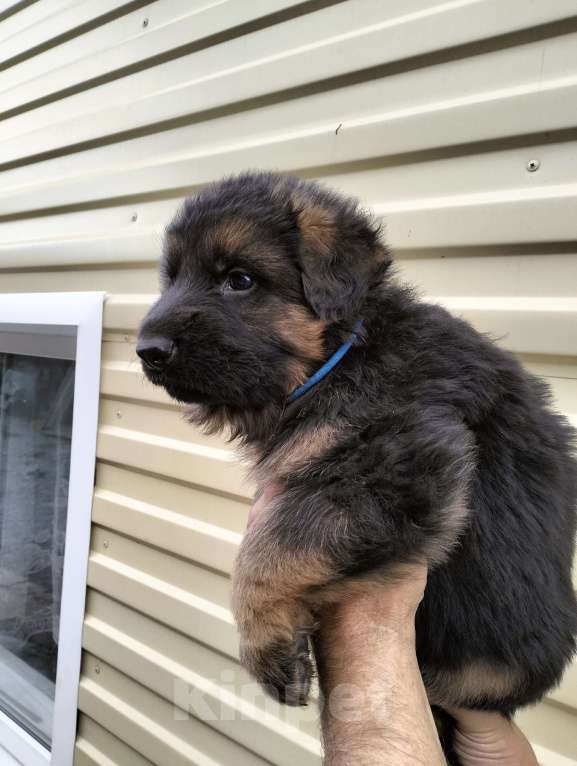 Собаки в других городах Красноярского края: Мальчик Алтай Мальчик, 40 000 руб. - фото 2