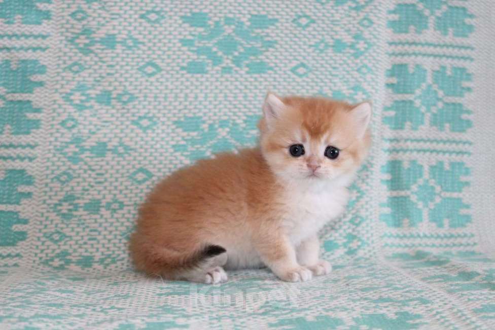 Кошки в Петрозаводске: Шотландская малышка  Девочка, 45 000 руб. - фото 2