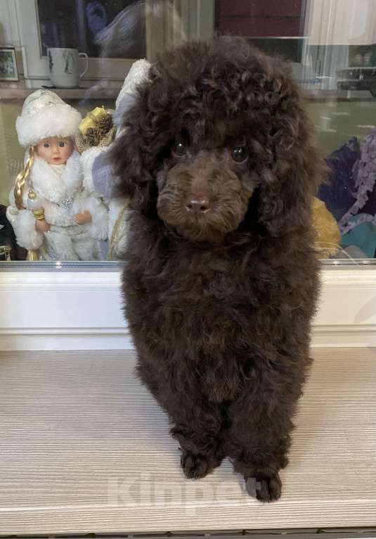 Собаки в Москве: Щенки пуделя Девочка, 80 000 руб. - фото 10