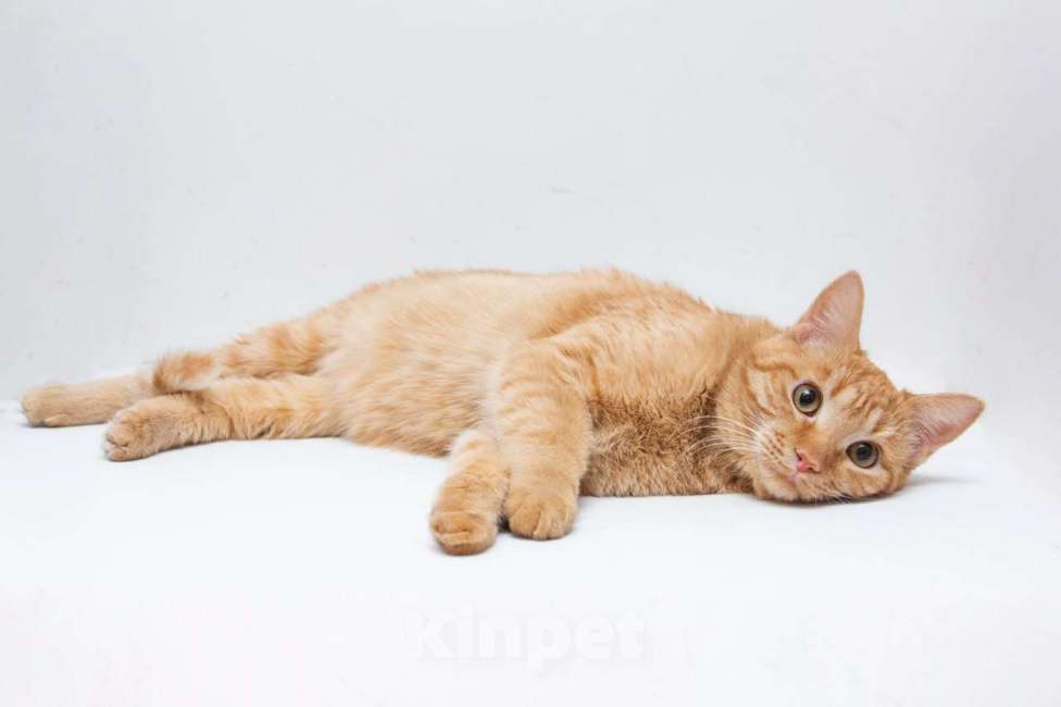 Кошки в Москве: Котик Мальчик, Бесплатно - фото 3