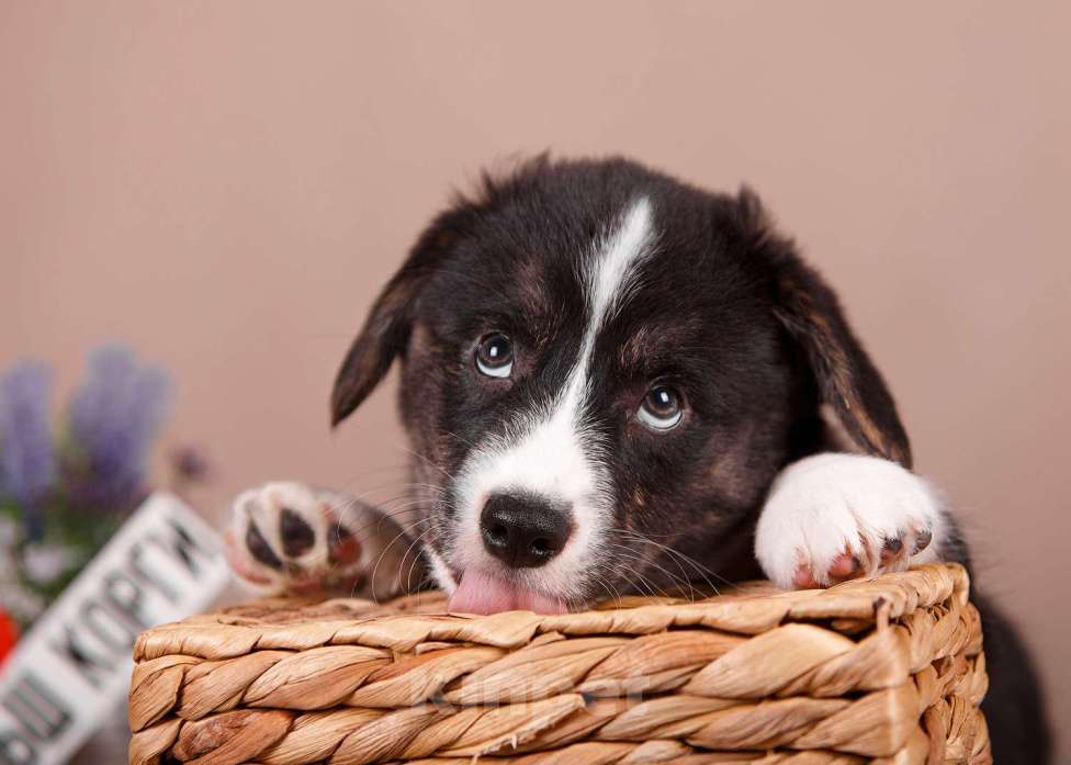 Собаки в других городах Ленинградской области: Стандартный кобель вельш корги кардиган ждёт вас !  Мальчик, 60 000 руб. - фото 1