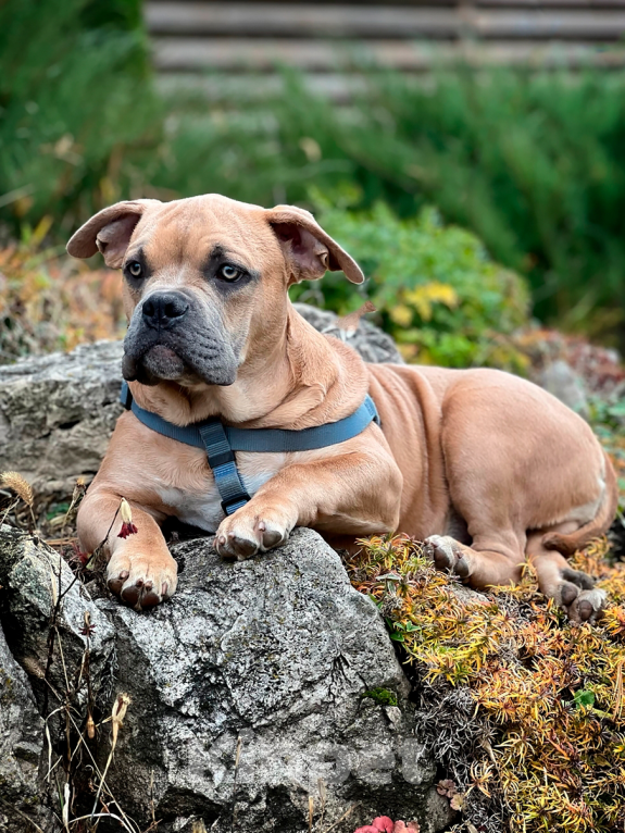 Собаки в Тольятти: Американский Булли (покет) Мальчик, 50 000 руб. - фото 3