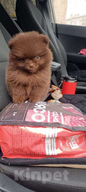 Собаки в Самаре: Шоколадные мини шпицы Мальчик, 120 000 руб. - фото 1