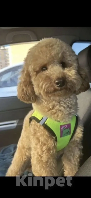 Собаки в Москве: Щенки Карликового пуделя Мальчик, 65 000 руб. - фото 2