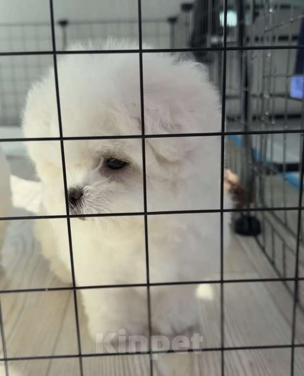 Собаки в Владивостоке: Мини Бишон Девочка Девочка, 250 000 руб. - фото 2