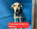 Собаки в Москве: Собака год живет взаперти в приюте Девочка, Бесплатно - фото 1