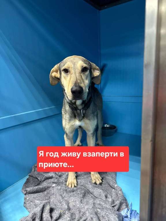 Собаки в Москве: Собака год живет взаперти в приюте Девочка, Бесплатно - фото 1