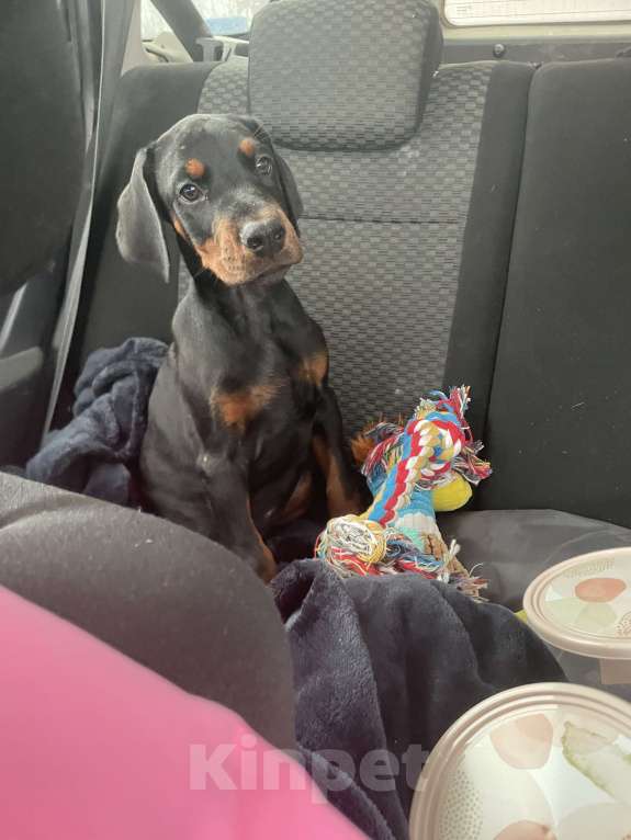 Собаки в Дорогобуже: Продам щенка добермана Мальчик, 40 000 руб. - фото 2