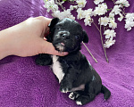 Собаки в Москве: Чёрный йорк мальчик Мальчик, 80 000 руб. - фото 9