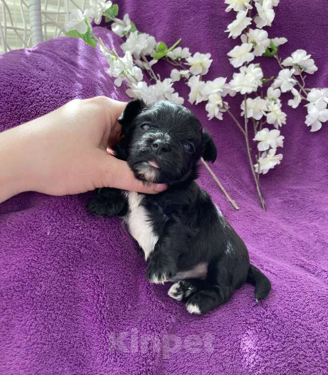 Собаки в Москве: Чёрный йорк мальчик Мальчик, 80 000 руб. - фото 9