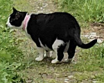 Кошки в Зеленограде: Потерялся чёрно-белый кот Фидель  Мальчик, 10 000 руб. - фото 1