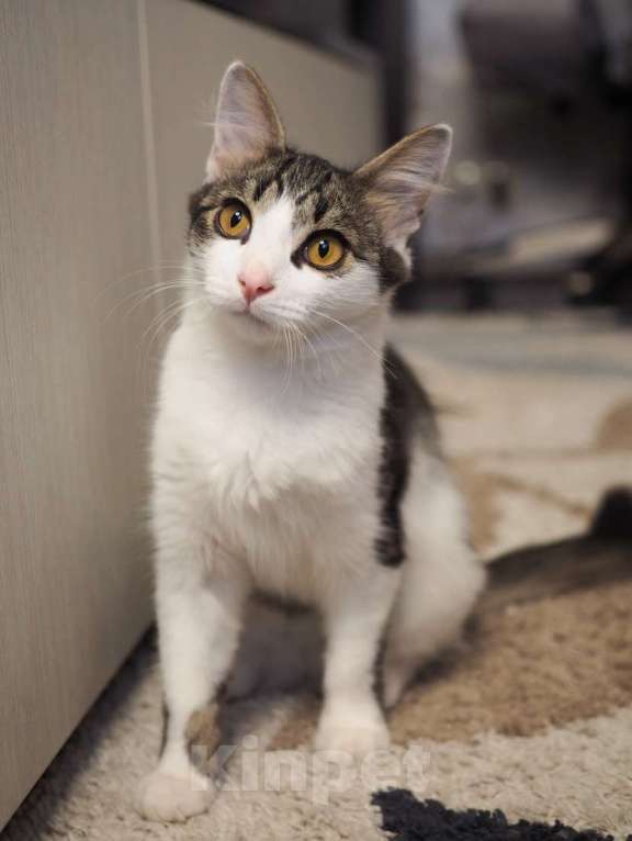 Кошки в Москве: Луис — котёнок-компаньон ищет дом Мальчик, 1 руб. - фото 4