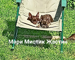 Собаки в Санкт-Петербурге: Щенок чихуахуа с гарантией Здоровья. Мальчик, 50 000 руб. - фото 6