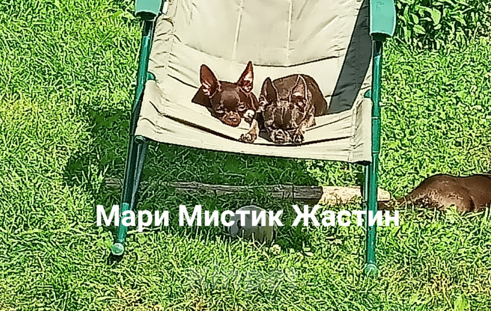 Собаки в Санкт-Петербурге: Щенок чихуахуа с гарантией Здоровья. Мальчик, 50 000 руб. - фото 6