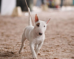 Собаки в Санкт-Петербурге: Минибуль подросток  Девочка, Бесплатно - фото 1