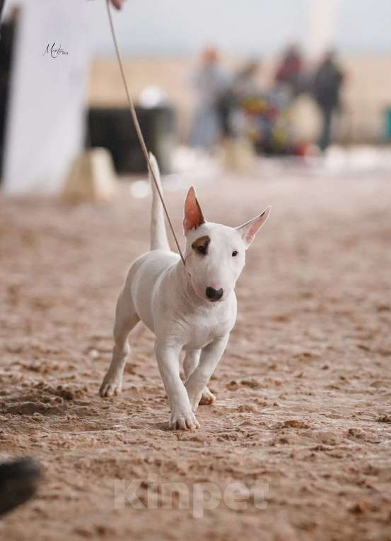 Собаки в Санкт-Петербурге: Минибуль подросток  Девочка, Бесплатно - фото 1