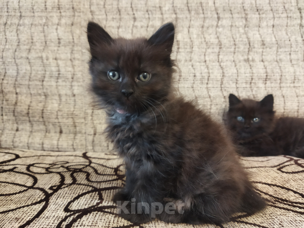 Кошки в Челябинске: Кошечка Курильского бобтейла Девочка, Бесплатно - фото 4