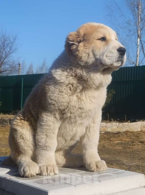 Собаки в Пскове: Среднеазиатская овчарка щенок алабай Девочка, 50 000 руб. - фото 1