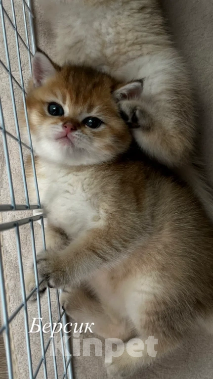 Кошки в Воронеже: Котенок британский короткошерстный Мальчик, 23 000 руб. - фото 4