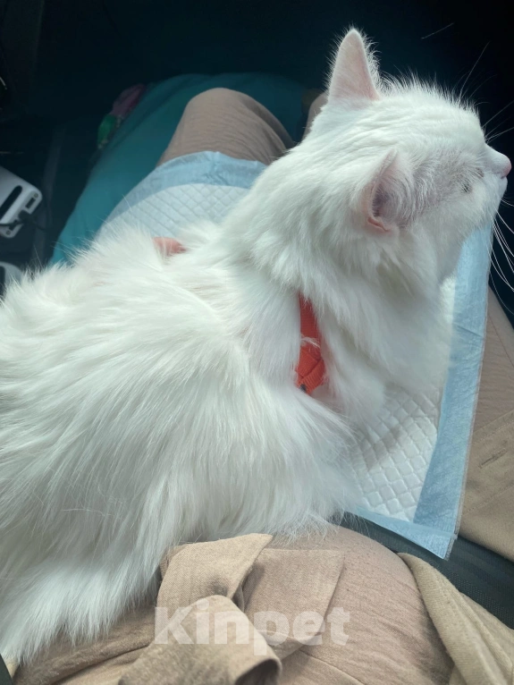 Кошки в Ижевске: Белая потеряшка Девочка, 500 руб. - фото 2