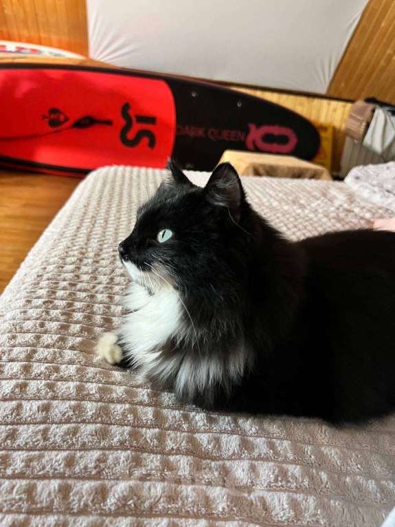 Кошки в других городах Московской области: Котёнок в добрые руки Девочка, Бесплатно - фото 1