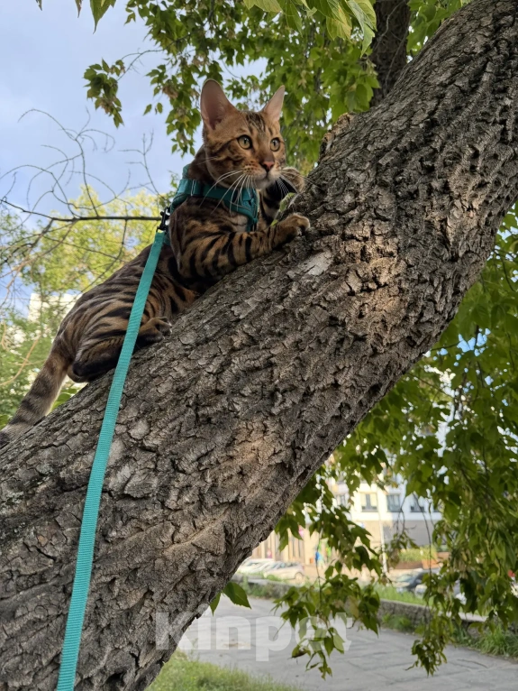 Кошки в Екатеринбурге: GRACE EKT"S  RICHARD - бенгальский кот в разведение! Мальчик, Бесплатно - фото 8